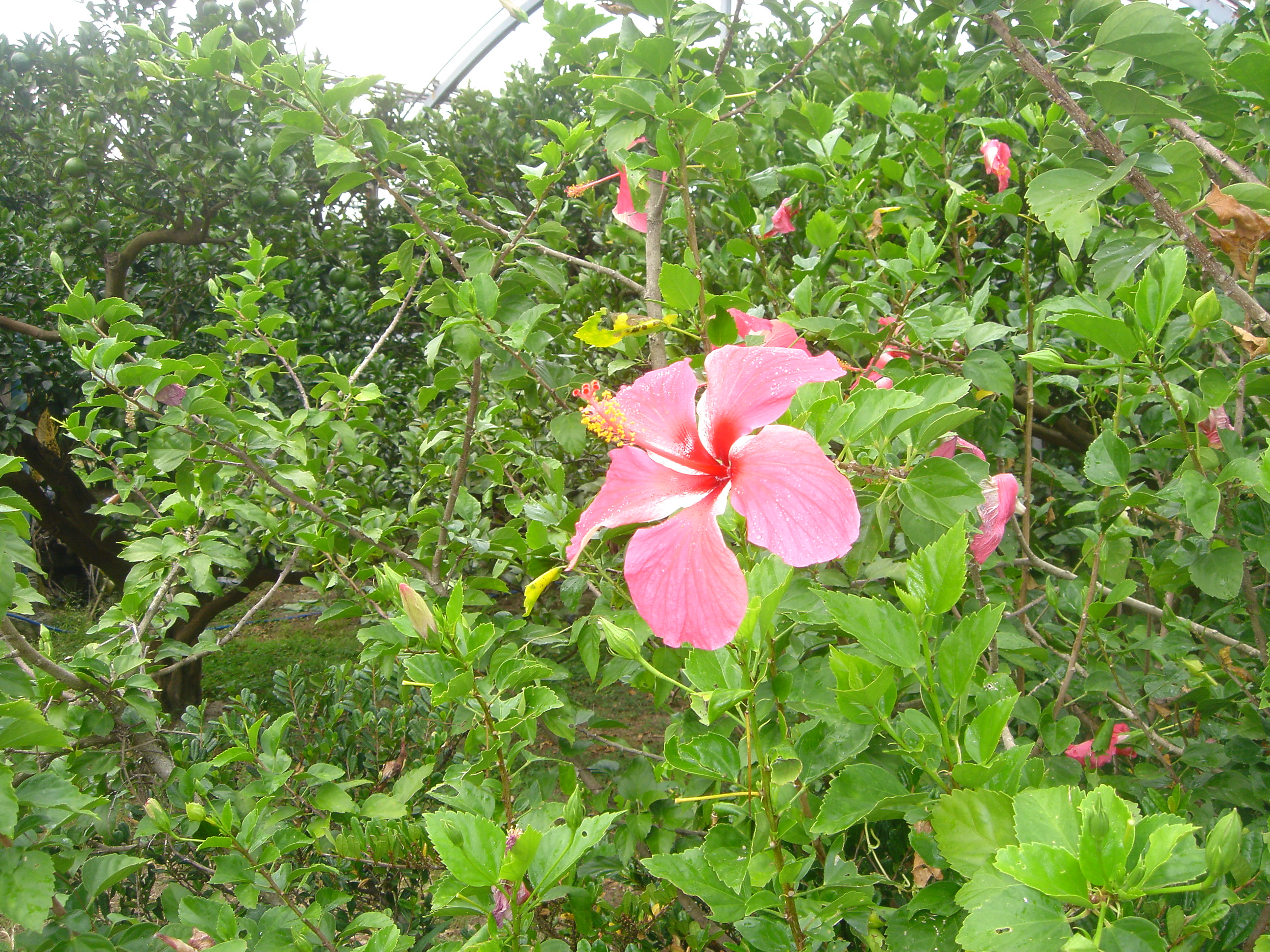 花 花