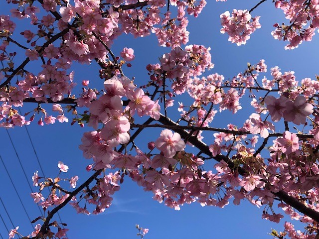 河津桜 河津桜